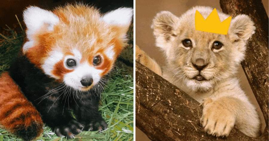 Which Baby Animal Are You?